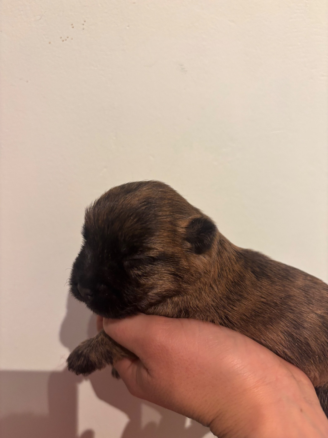 de la vallée Caid - Chiots disponibles - Cairn Terrier