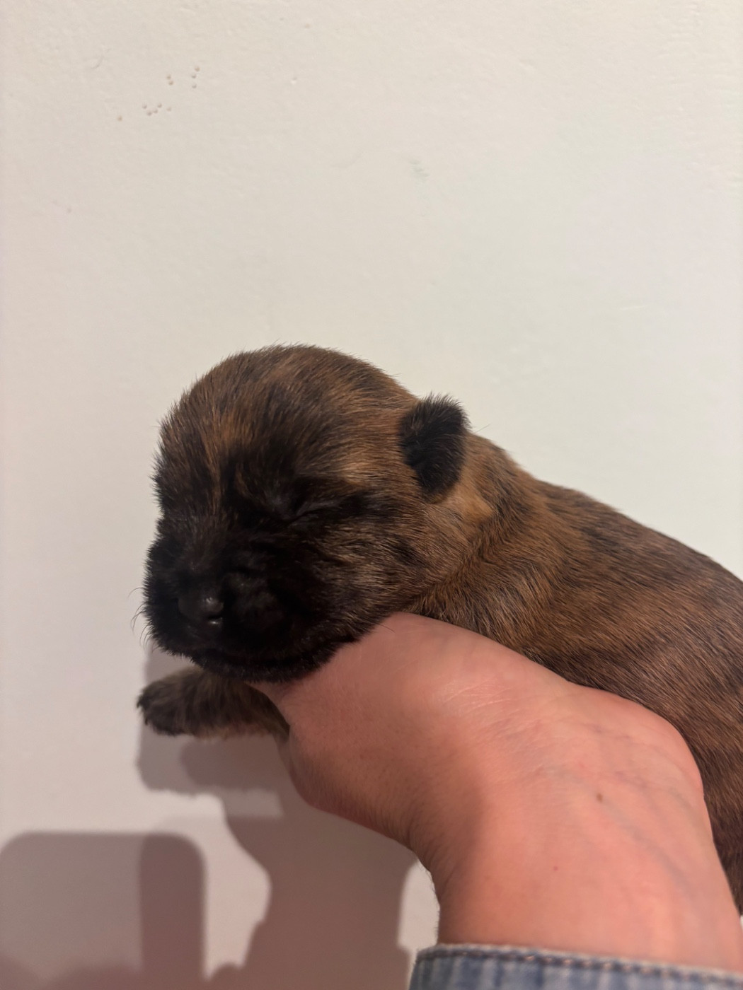 de la vallée Caid - Chiots disponibles - Cairn Terrier