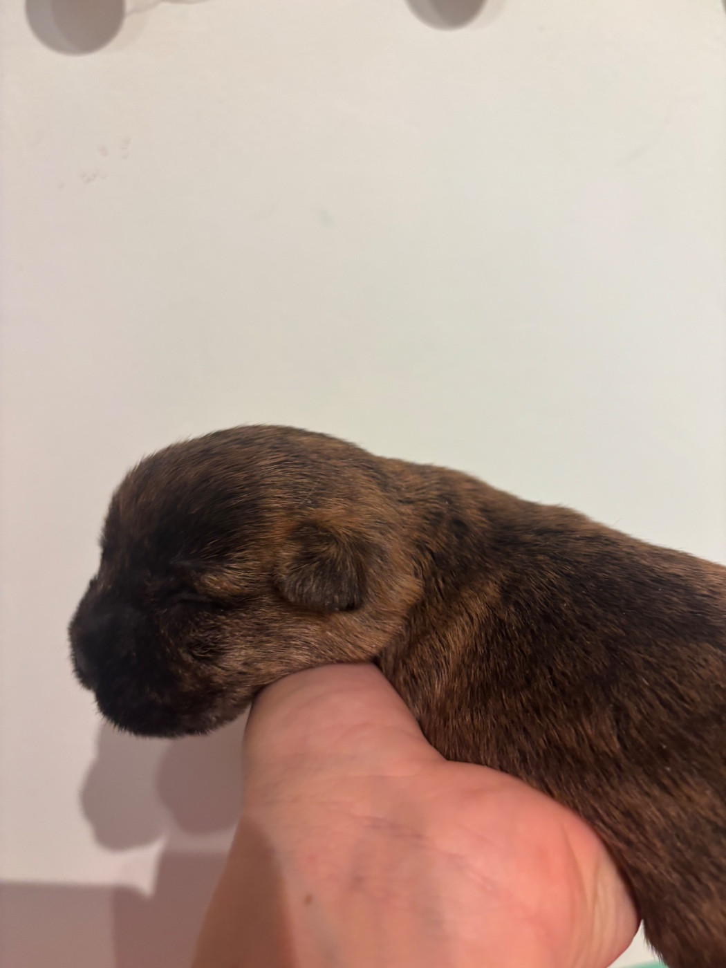 de la vallée Caid - Chiots disponibles - Cairn Terrier