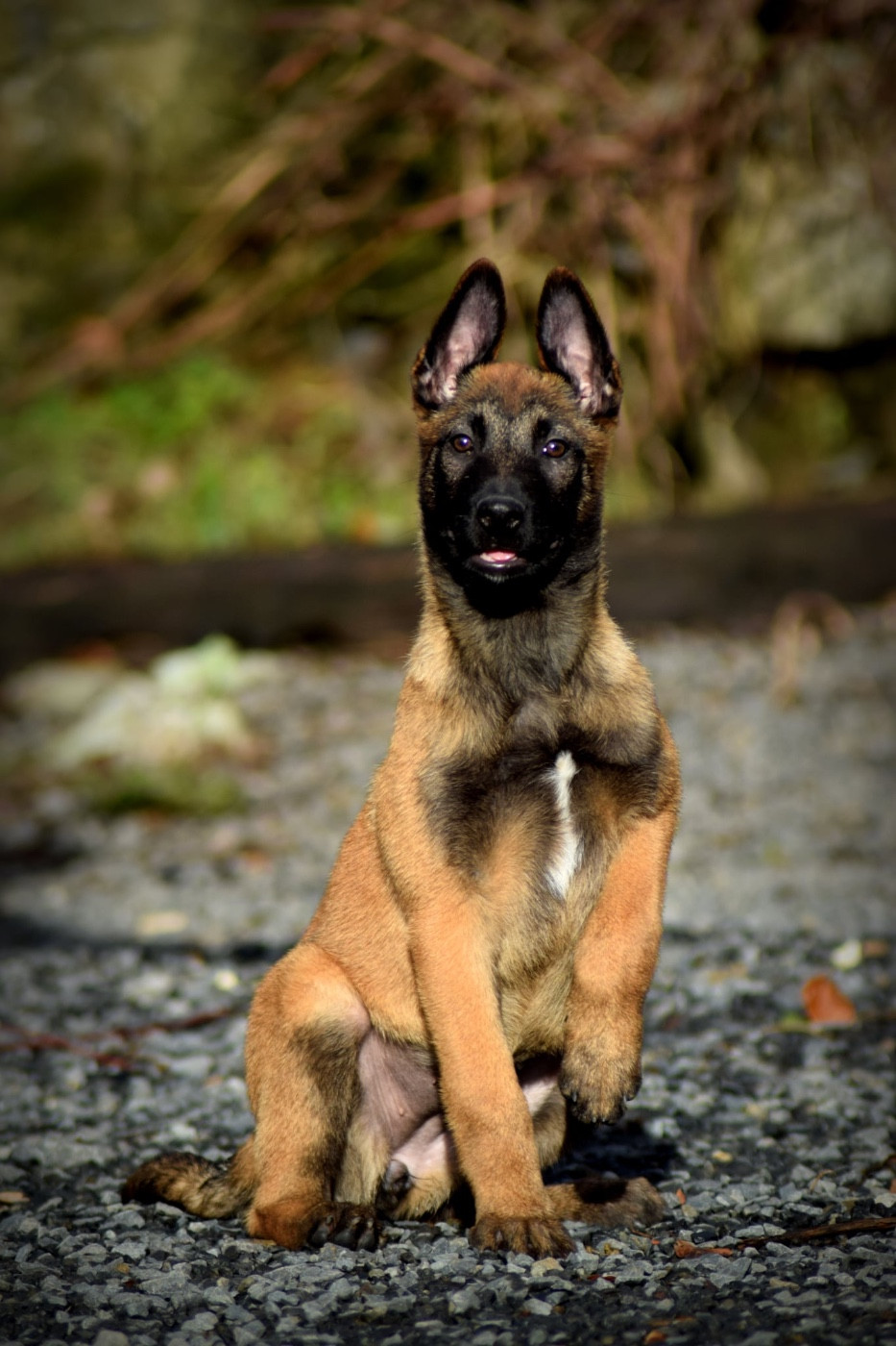 de la vallée Caid - Chiots disponibles - Berger Belge