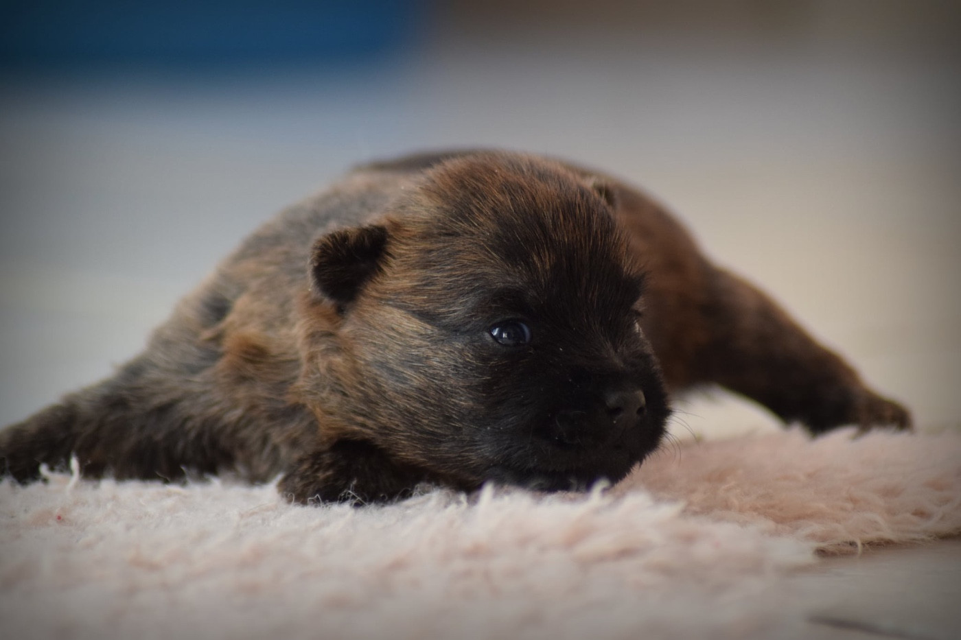 de la vallée Caid - Chiots disponibles - Cairn Terrier