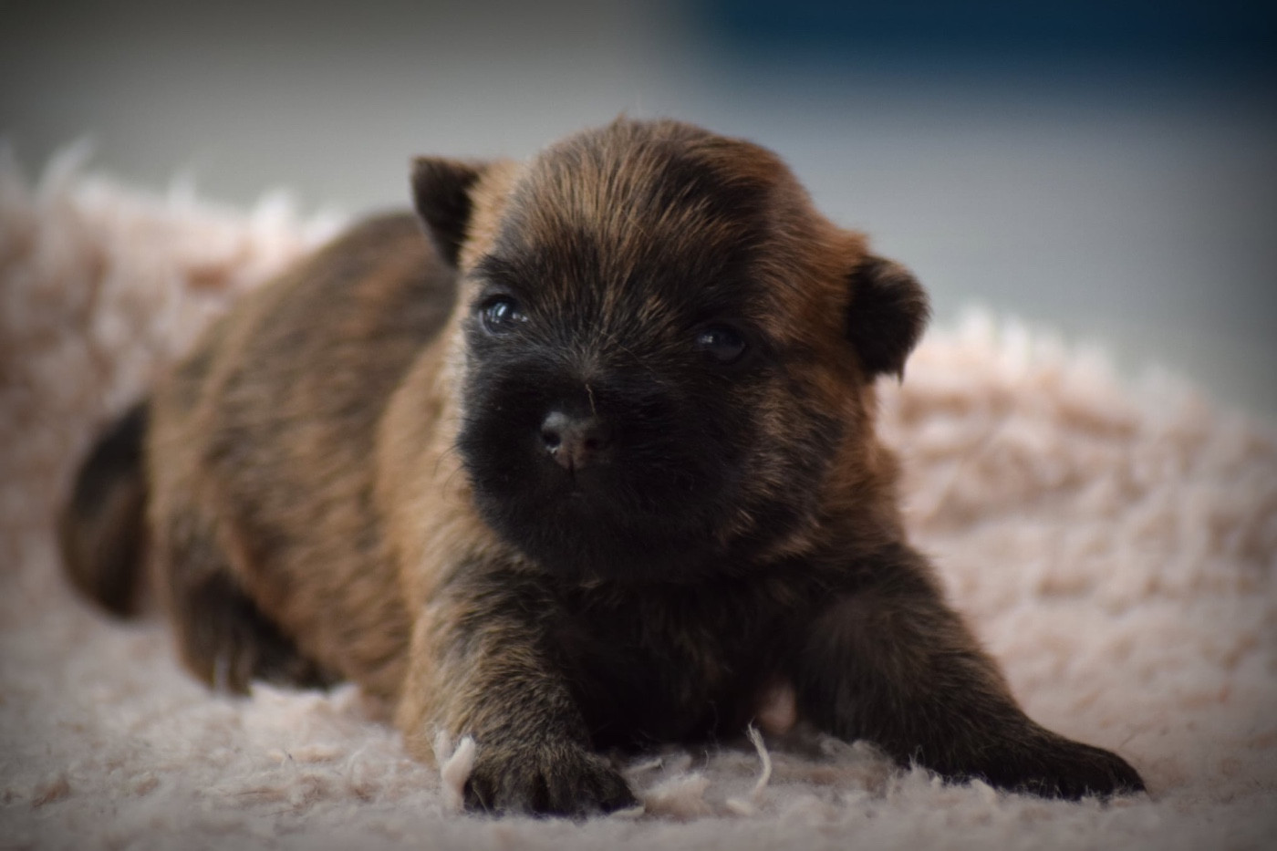 de la vallée Caid - Chiots disponibles - Cairn Terrier