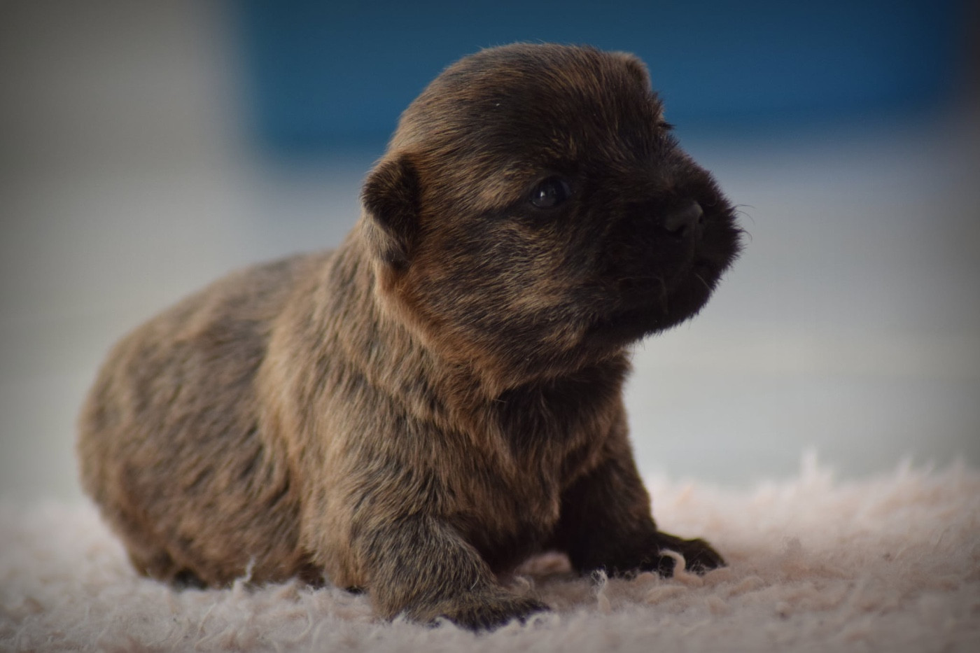 de la vallée Caid - Chiots disponibles - Cairn Terrier