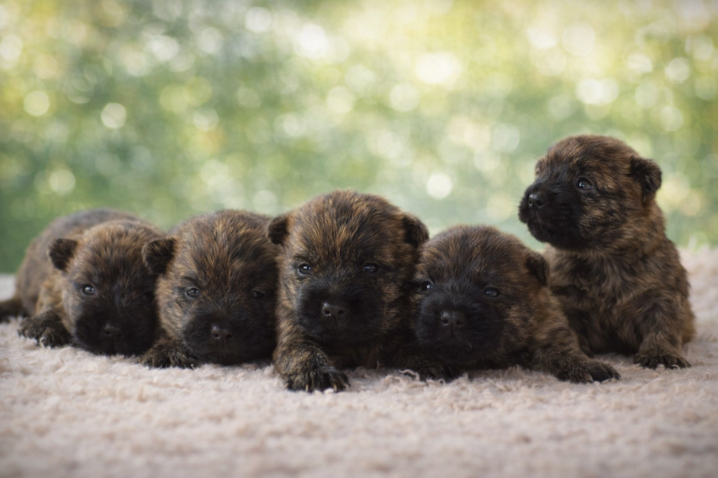 de la vallée Caid - Cairn Terrier - Portée née le 09/12/2025