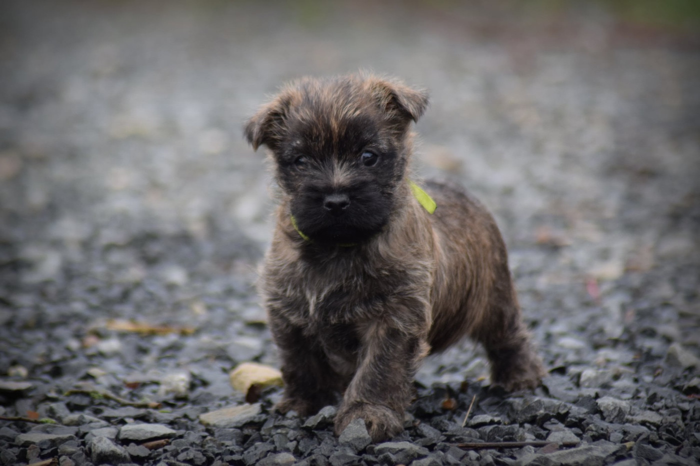 de la vallée Caid - Chiots disponibles - Cairn Terrier