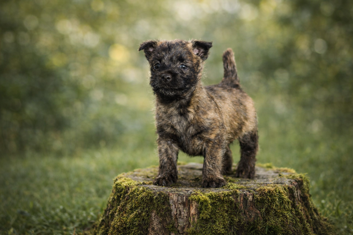 de la vallée Caid - Chiots disponibles - Cairn Terrier