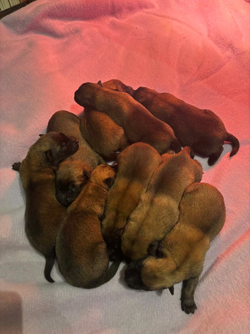 de la vallée Caid - Chiots disponibles - Berger Belge