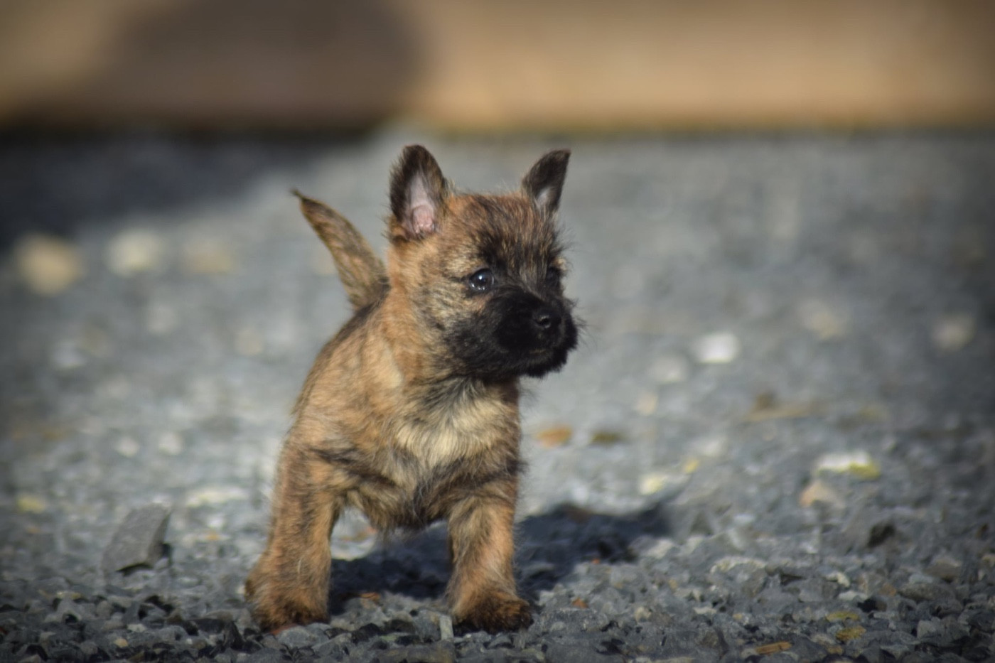 de la vallée Caid - Chiots disponibles - Cairn Terrier