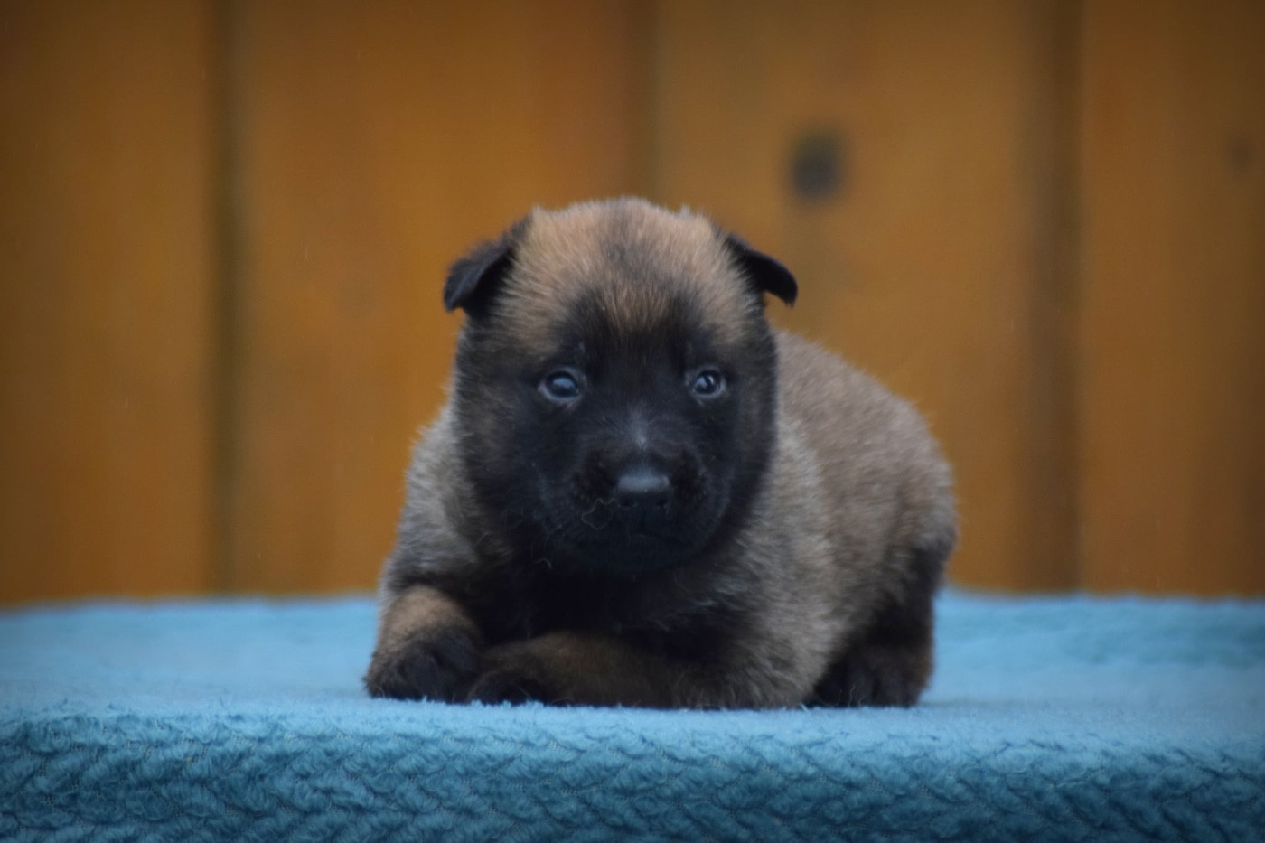 de la vallée Caid - Chiots disponibles - Berger Belge
