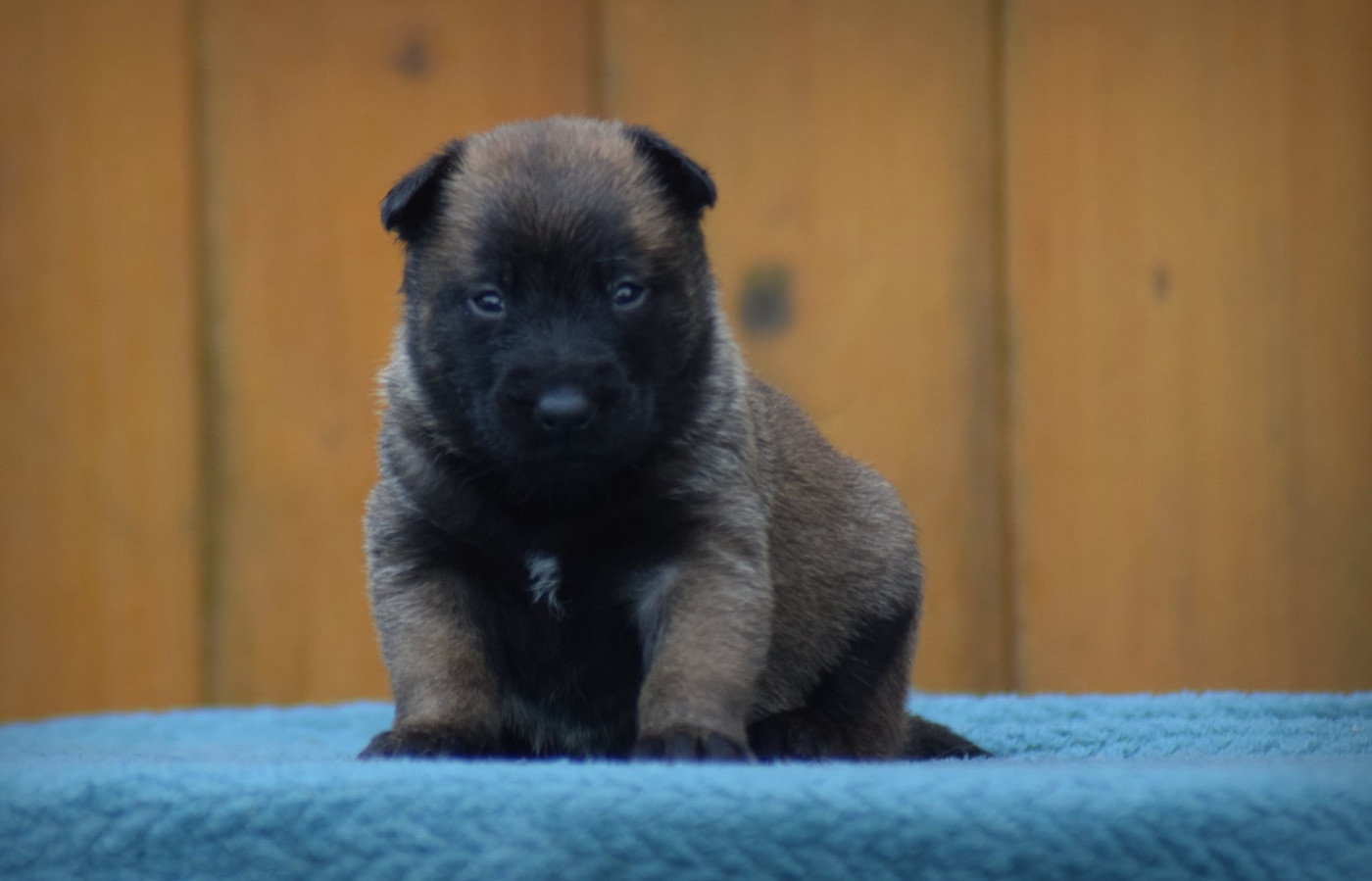 de la vallée Caid - Chiots disponibles - Berger Belge