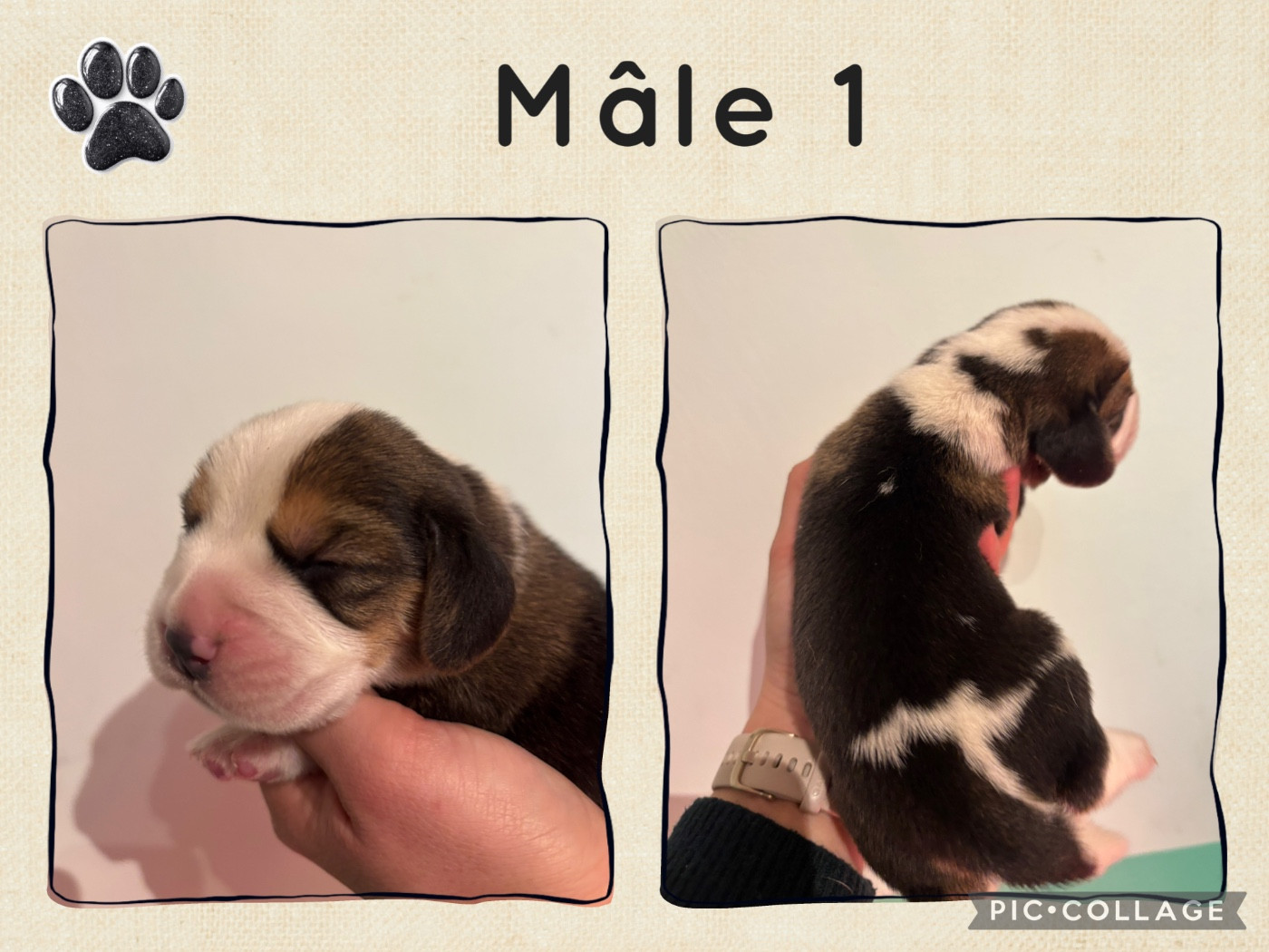 de la vallée Caid - Chiots disponibles - Beagle