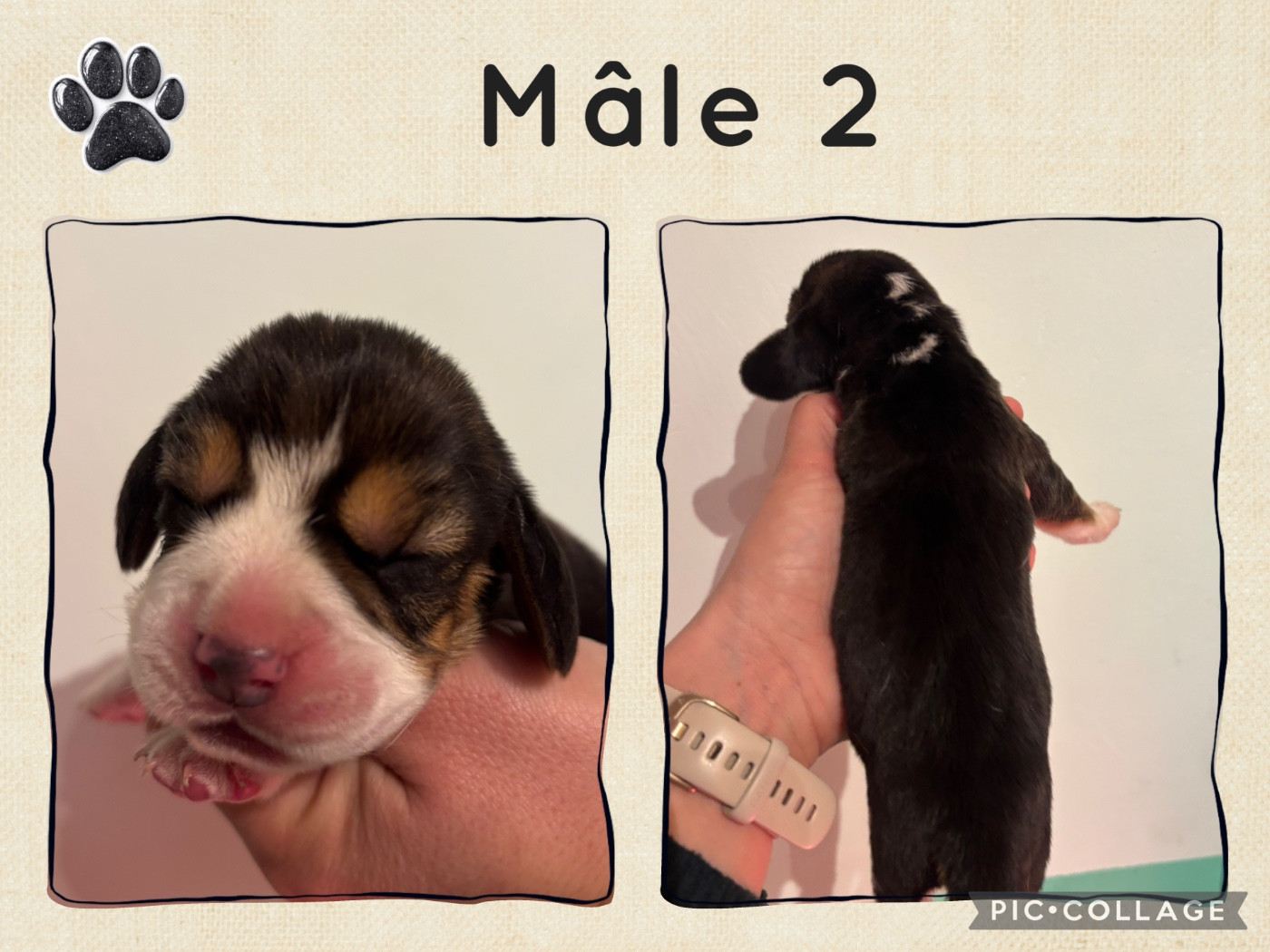 de la vallée Caid - Chiots disponibles - Beagle