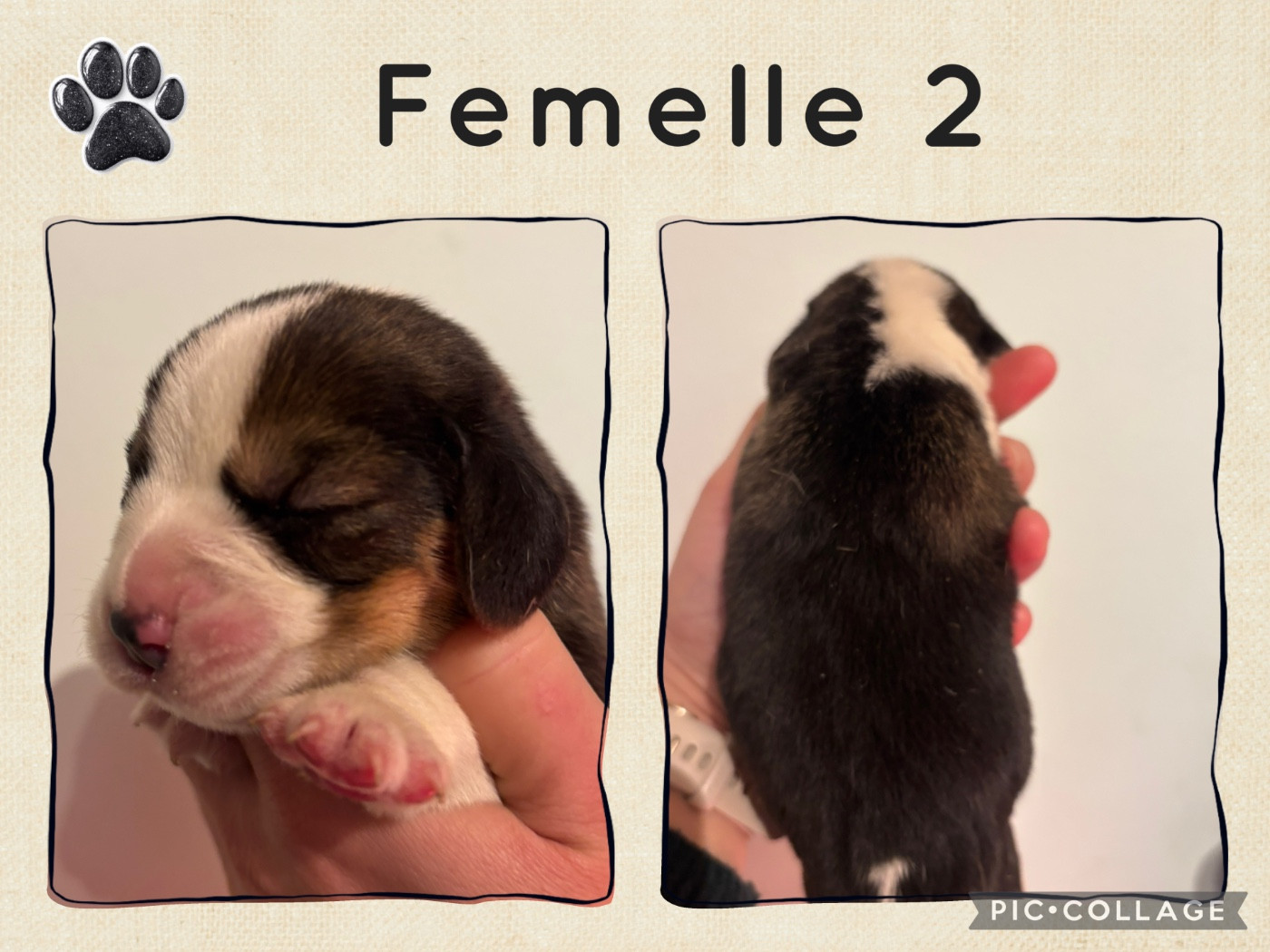de la vallée Caid - Chiots disponibles - Beagle