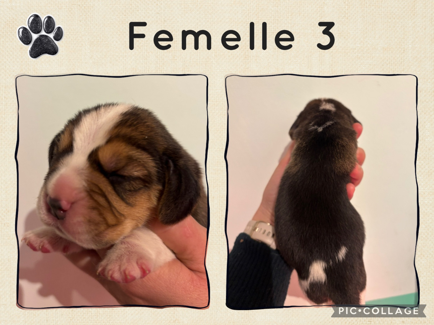 de la vallée Caid - Chiots disponibles - Beagle