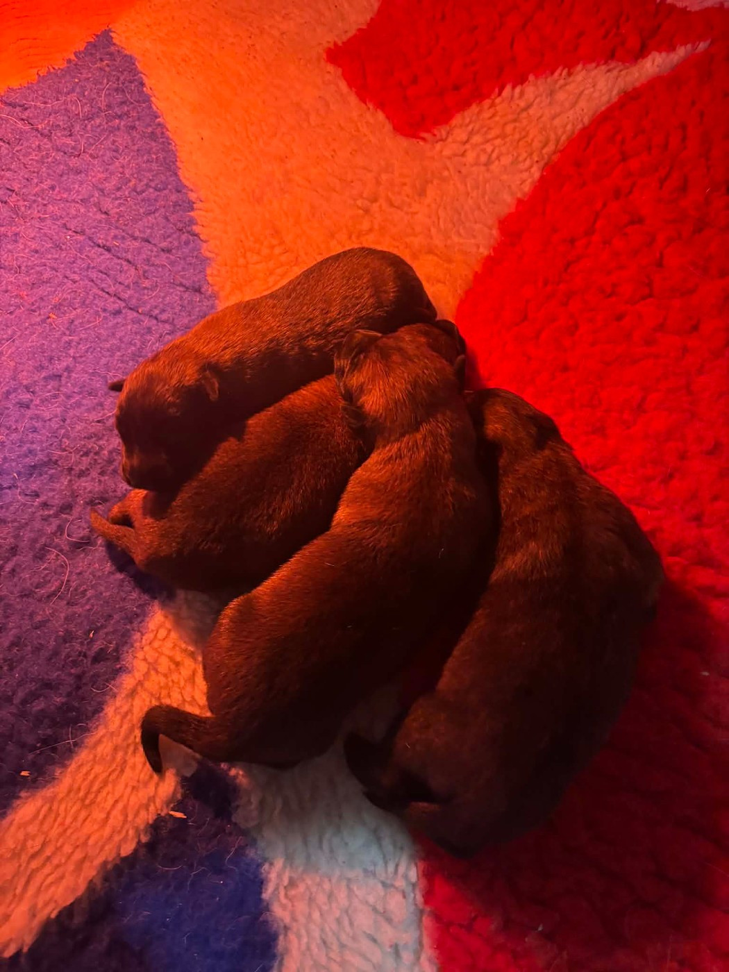 de la vallée Caid - Chiots disponibles - Berger Belge