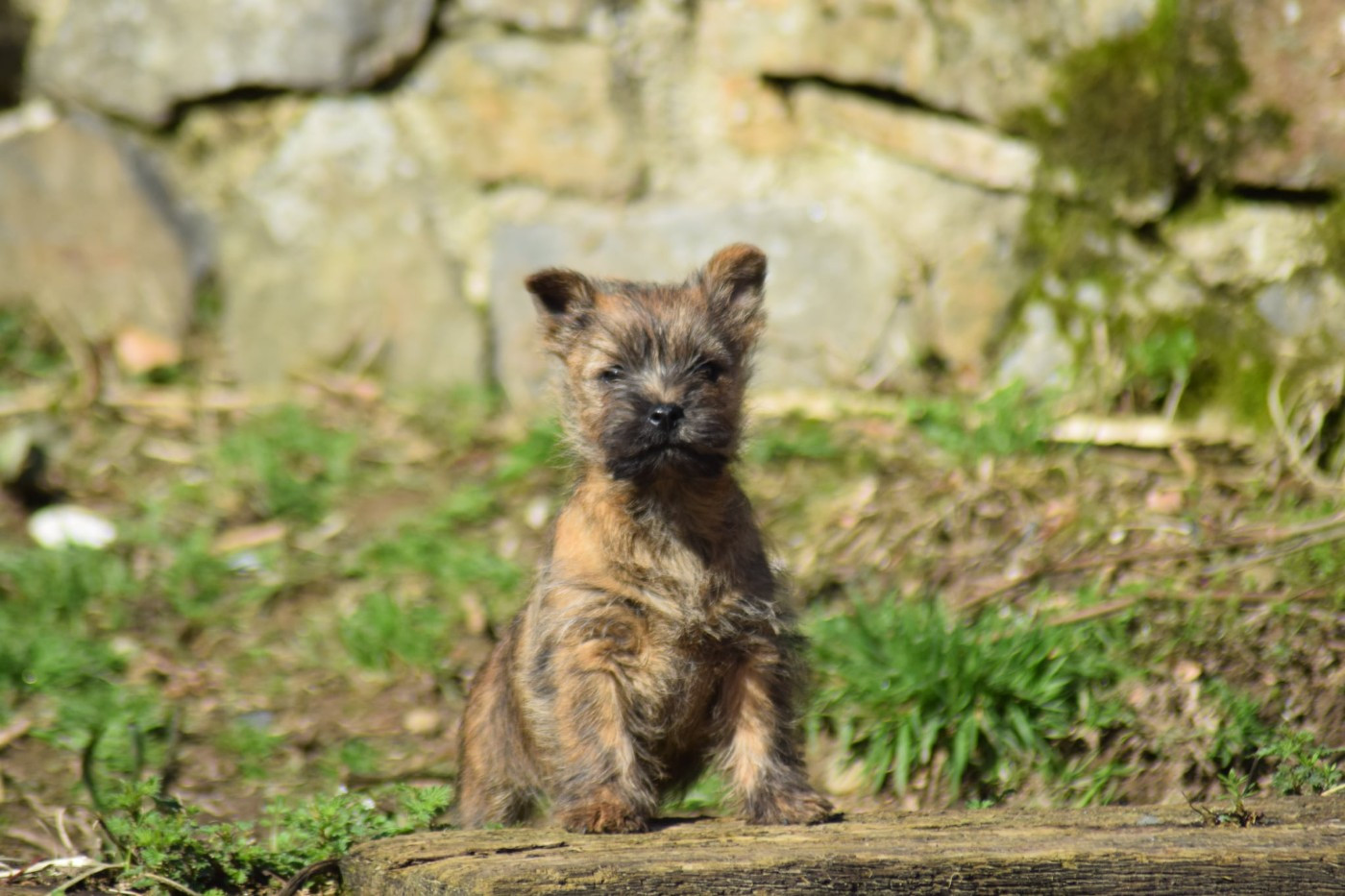 de la vallée Caid - Chiots disponibles - Cairn Terrier
