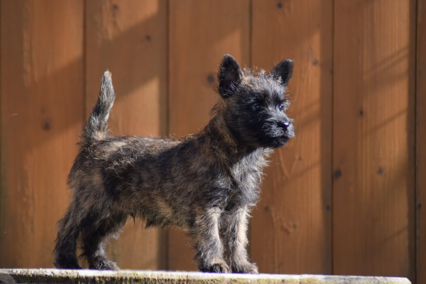 de la vallée Caid - Chiots disponibles - Cairn Terrier