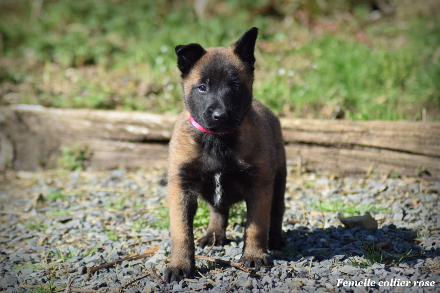 de la vallée Caid - Chiots disponibles - Berger Belge