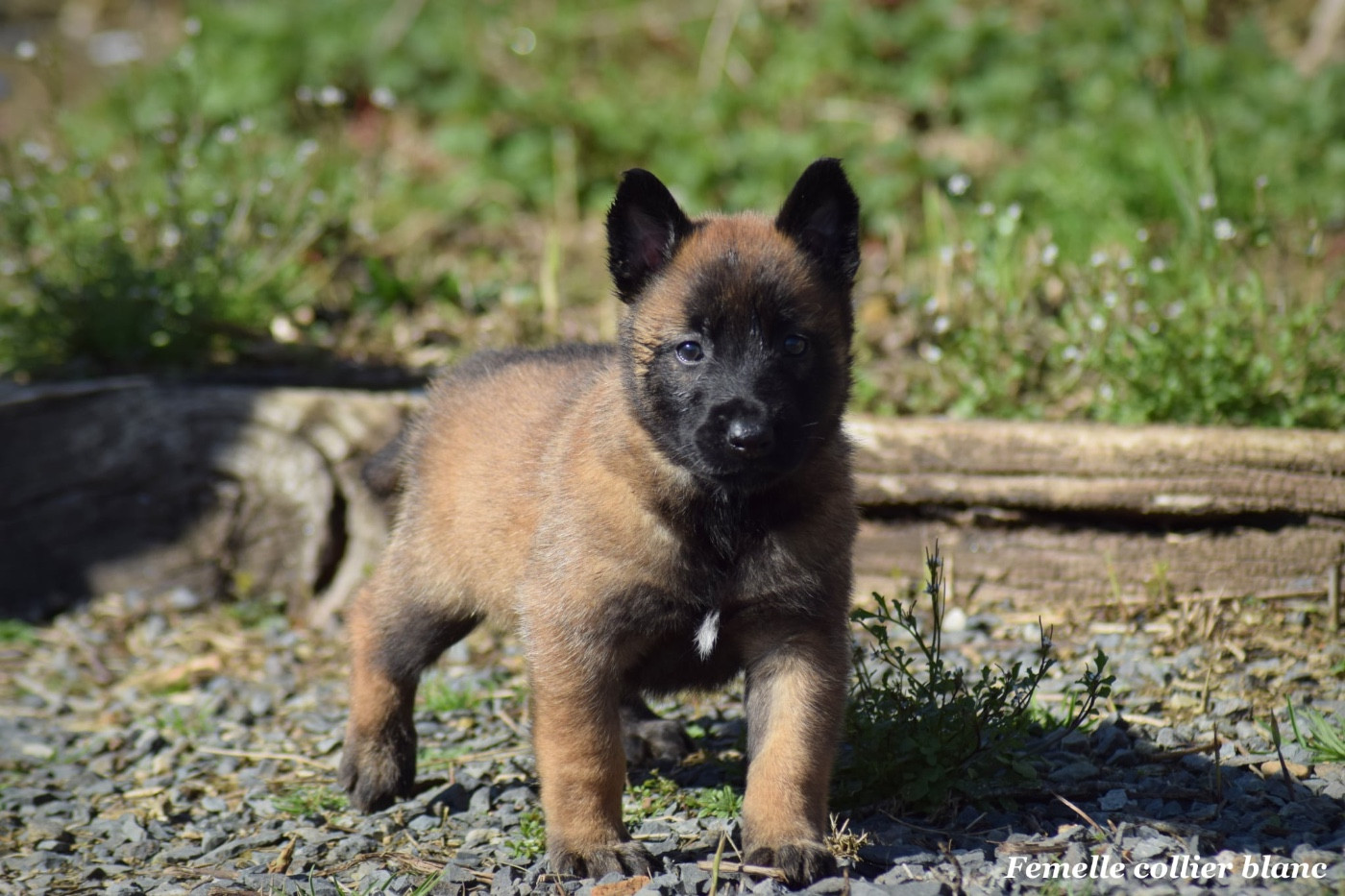 de la vallée Caid - Chiots disponibles - Berger Belge