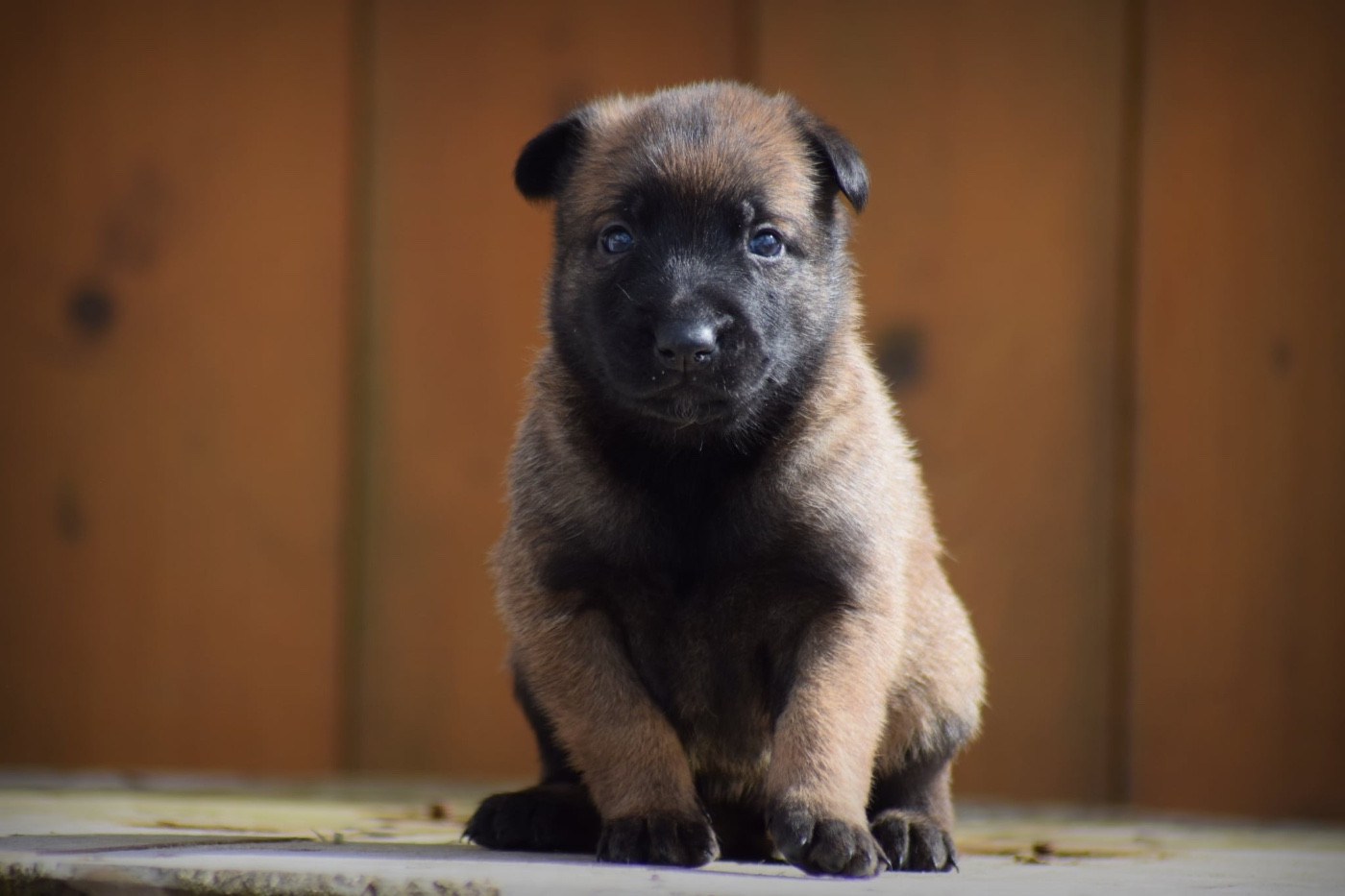 de la vallée Caid - Chiots disponibles - Berger Belge