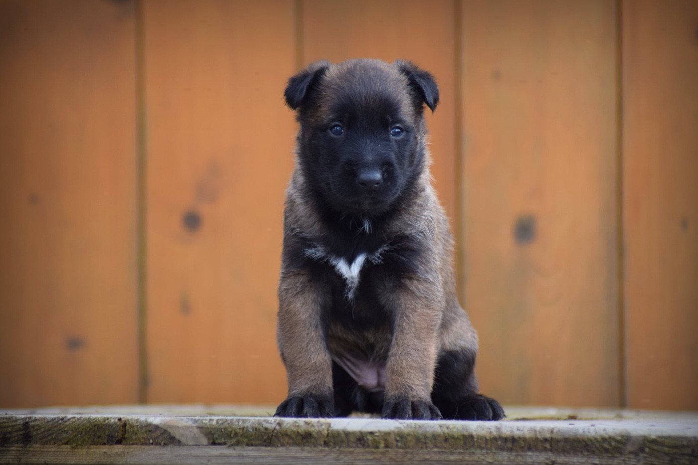 de la vallée Caid - Chiots disponibles - Berger Belge