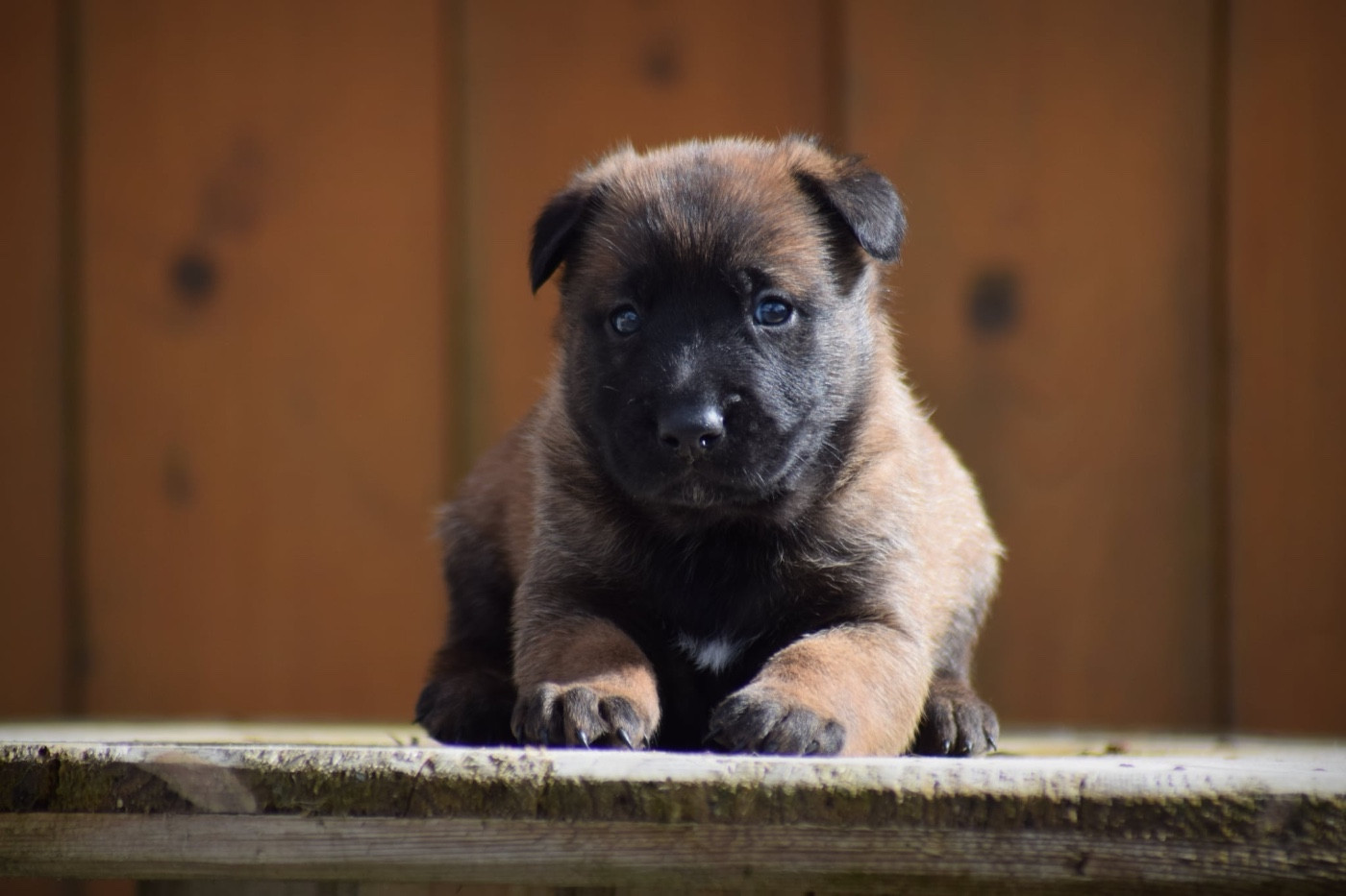 de la vallée Caid - Chiots disponibles - Berger Belge