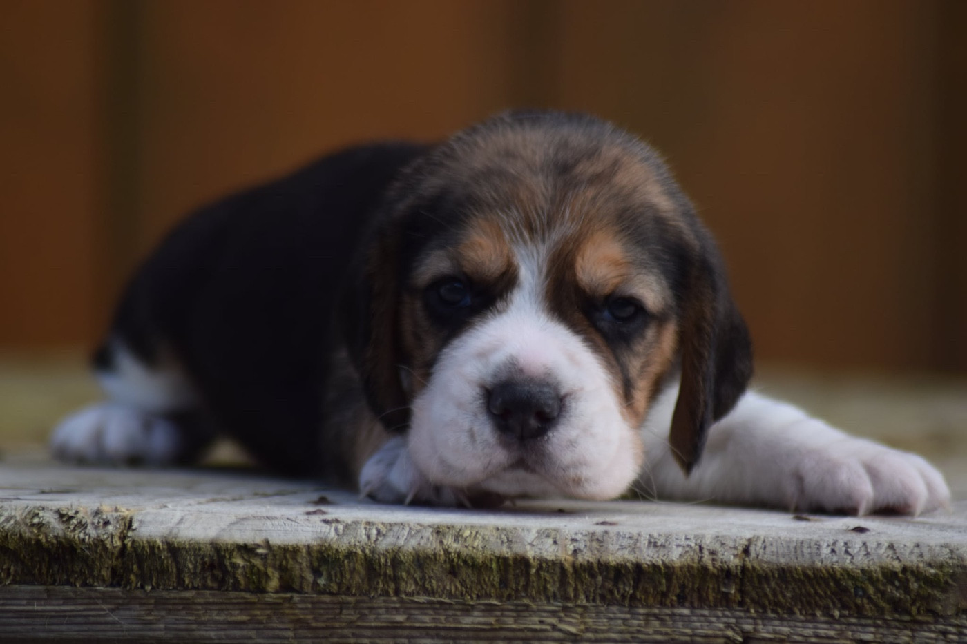 de la vallée Caid - Chiots disponibles - Beagle