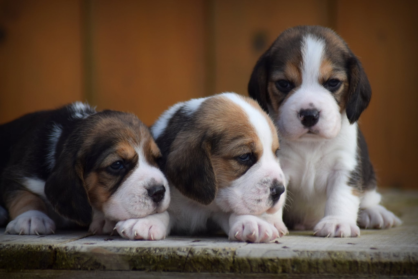 de la vallée Caid - Beagle - Portée née le 16/02/2026