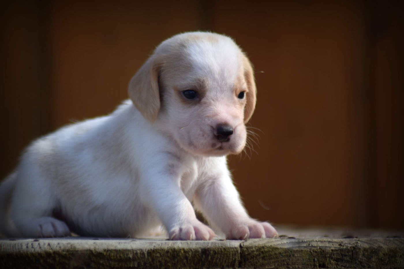 de la vallée Caid - Chiots disponibles - Beagle