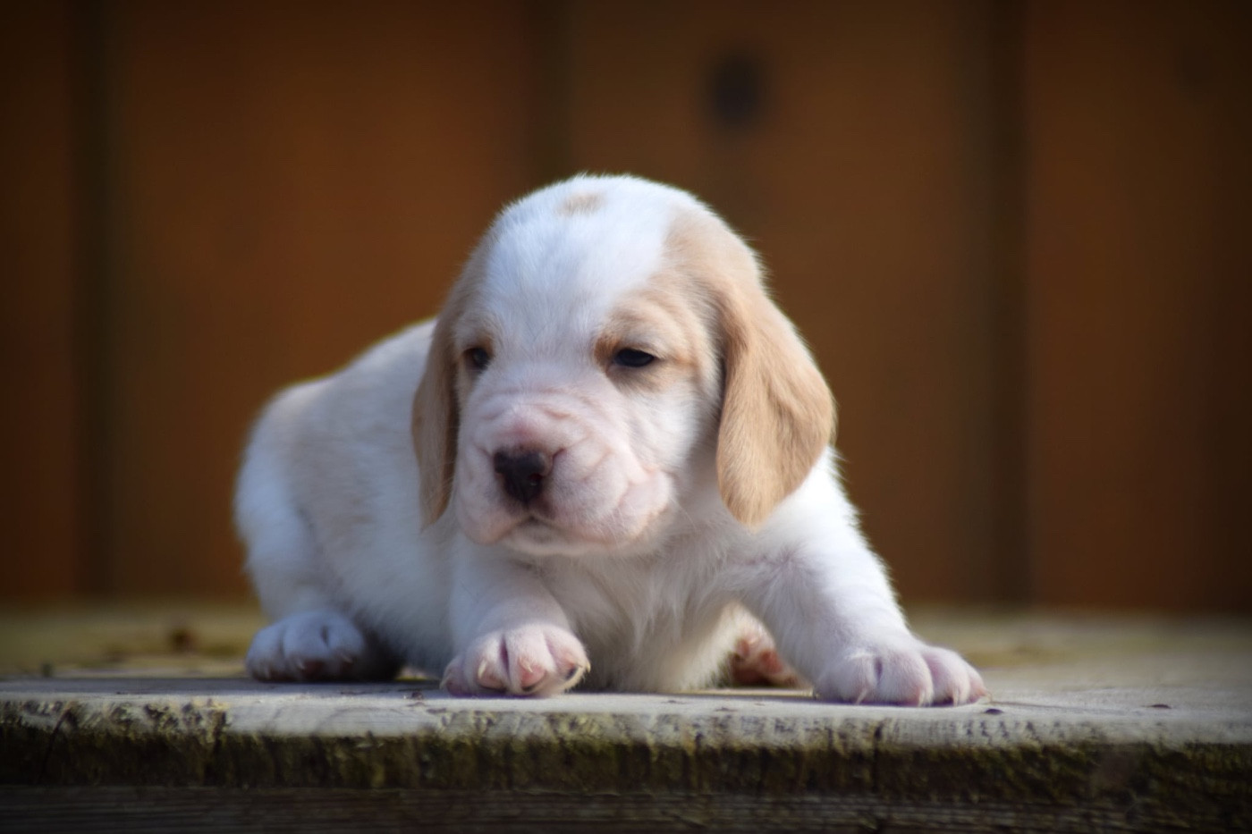 de la vallée Caid - Chiots disponibles - Beagle