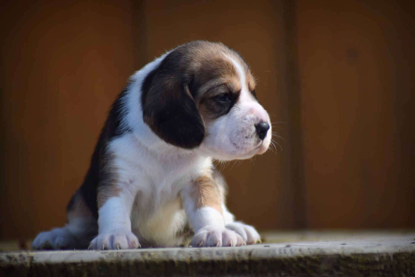 de la vallée Caid - Chiots disponibles - Beagle