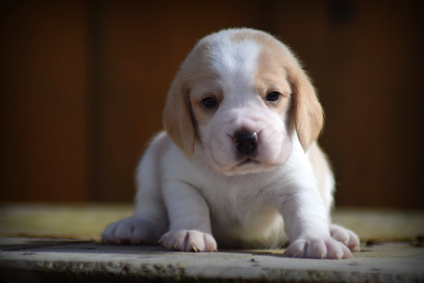 de la vallée Caid - Chiots disponibles - Beagle