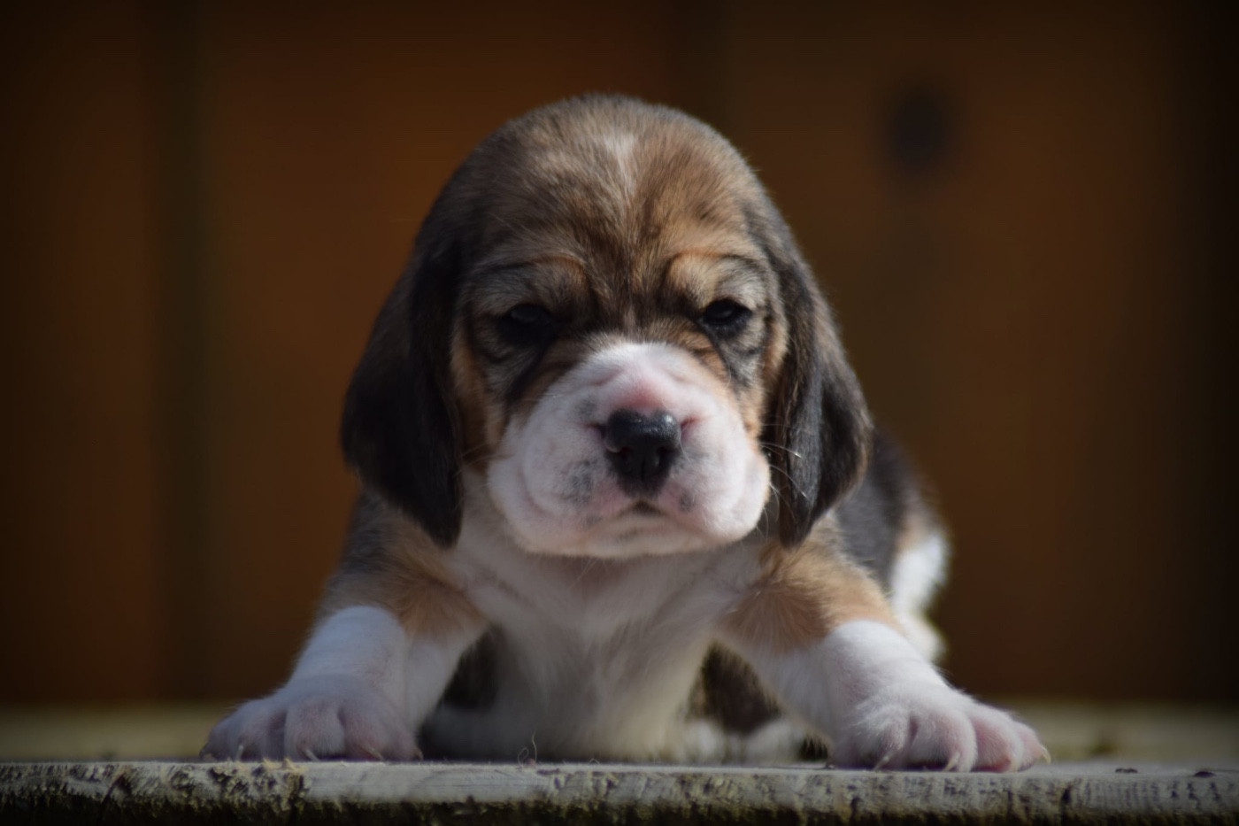 de la vallée Caid - Chiots disponibles - Beagle