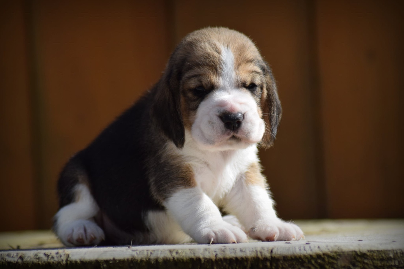de la vallée Caid - Chiots disponibles - Beagle
