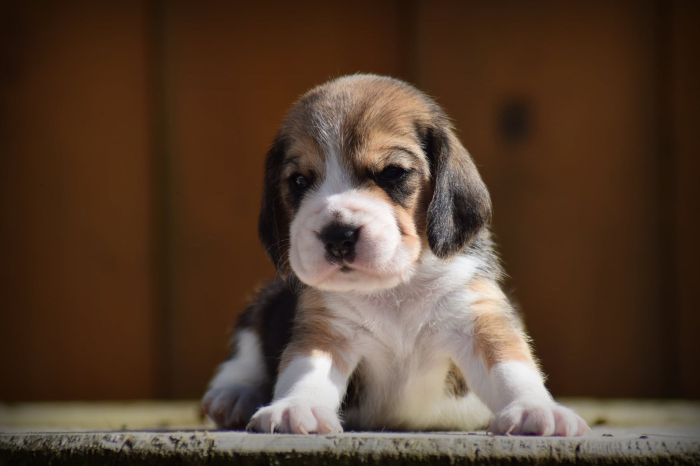de la vallée Caid - Chiots disponibles - Beagle