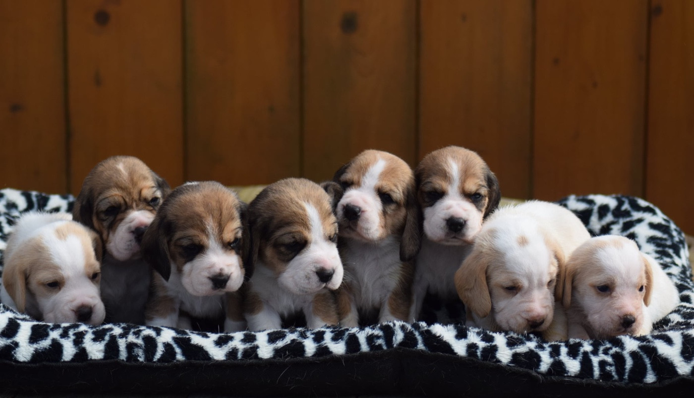 Chiot Beagle de la vallée Caid