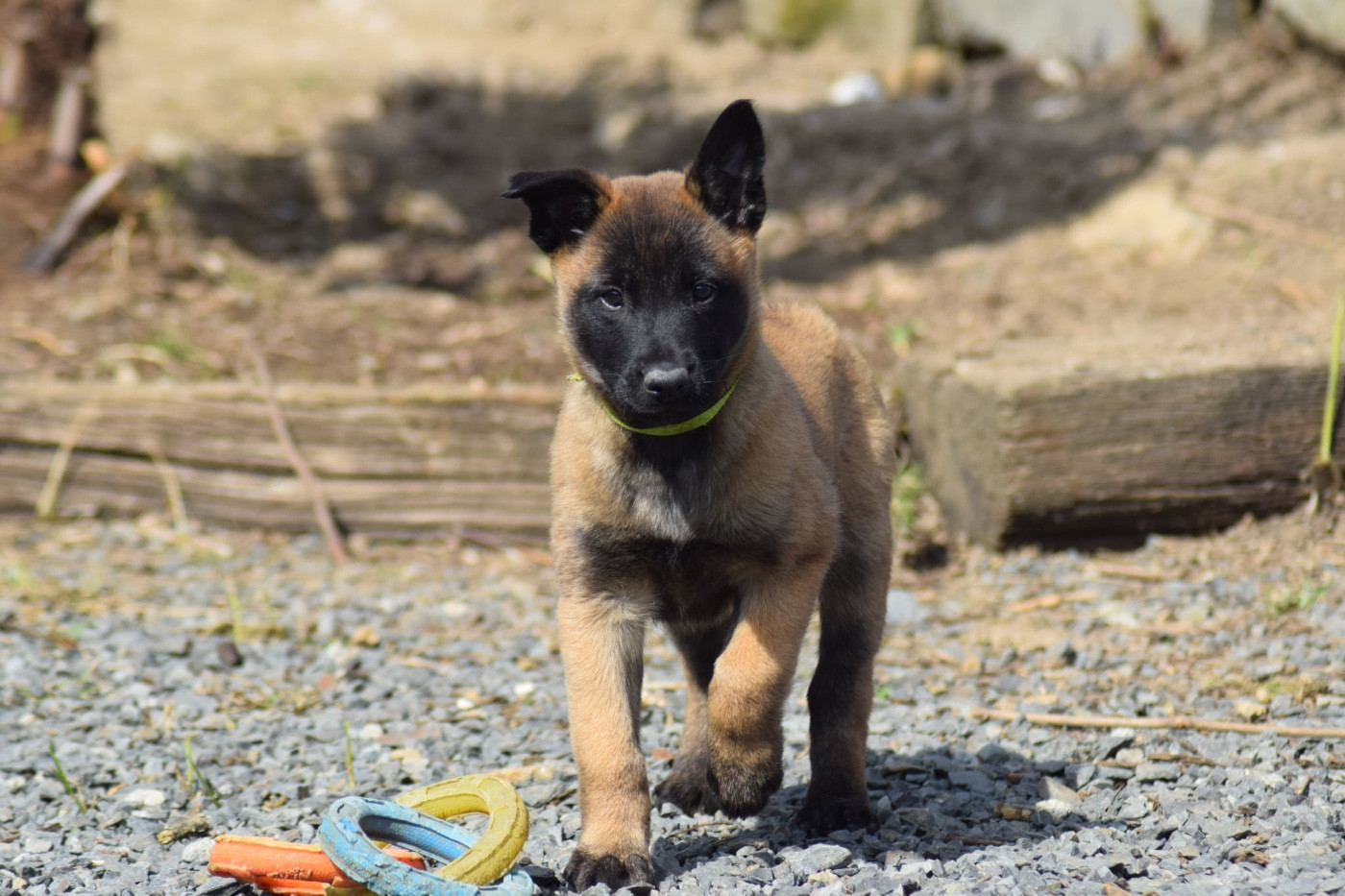 de la vallée Caid - Chiots disponibles - Berger Belge