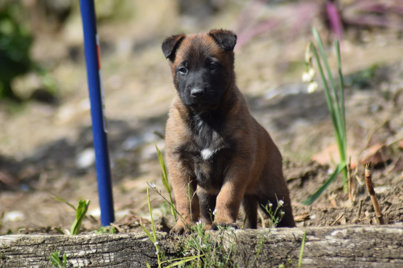 de la vallée Caid - Chiots disponibles - Berger Belge