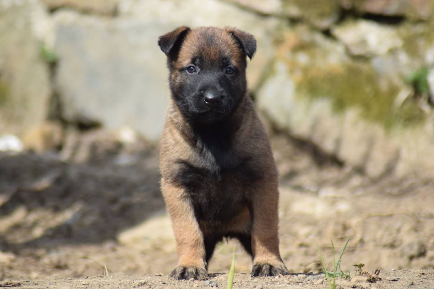 de la vallée Caid - Chiots disponibles - Berger Belge