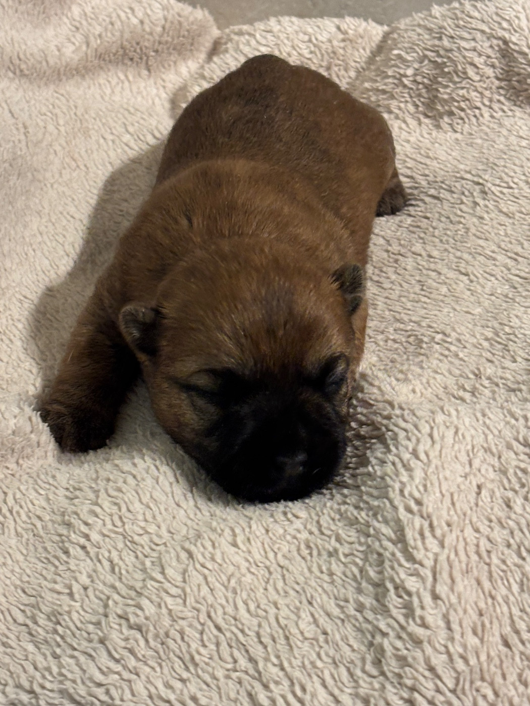 de la vallée Caid - Chiots disponibles - Cairn Terrier