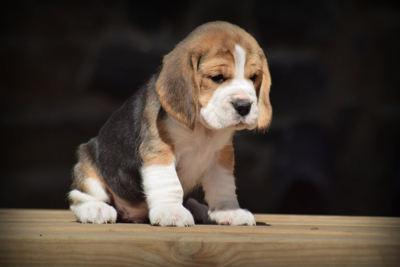 de la vallée Caid - Chiots disponibles - Beagle