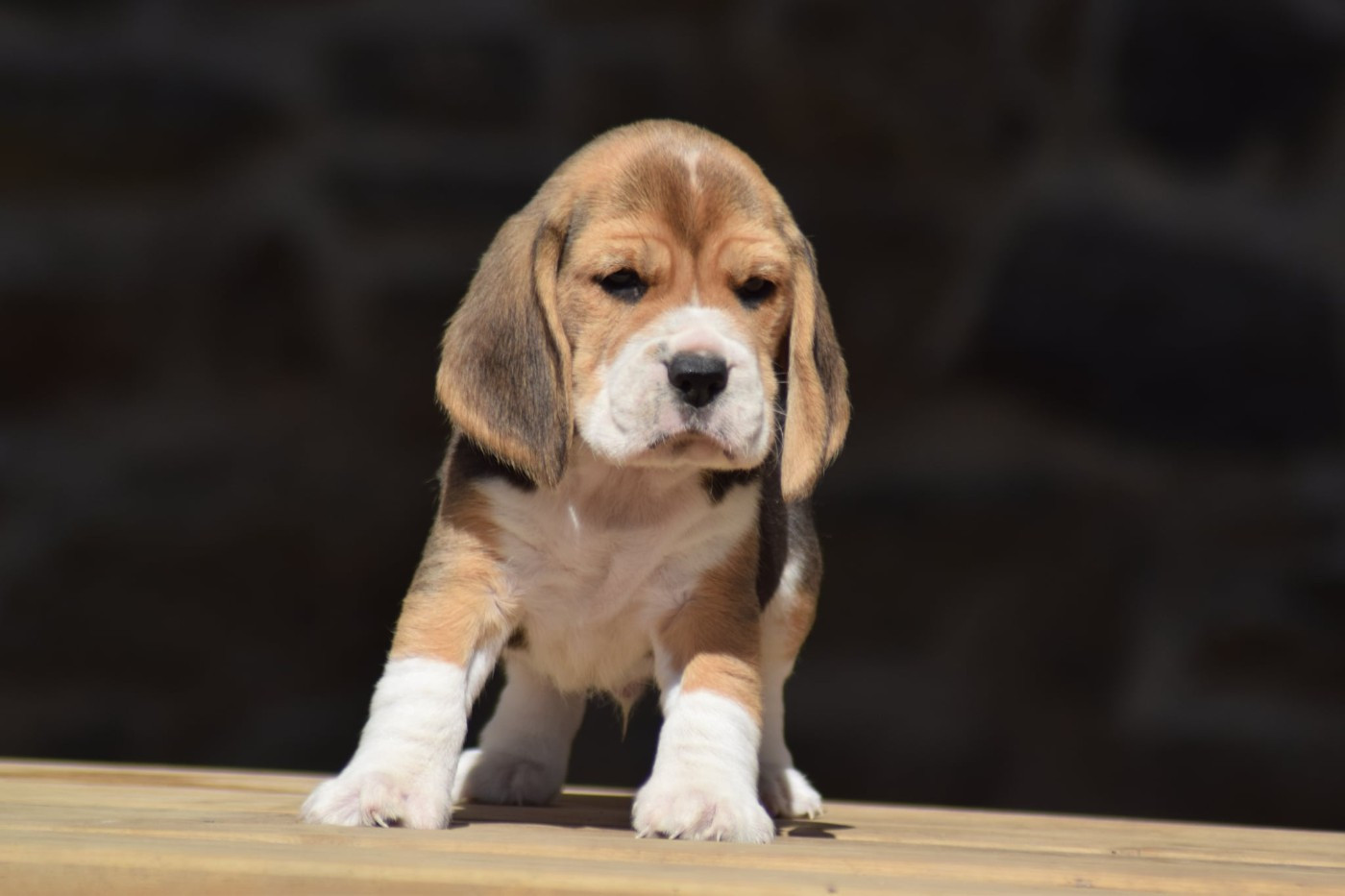 de la vallée Caid - Chiots disponibles - Beagle