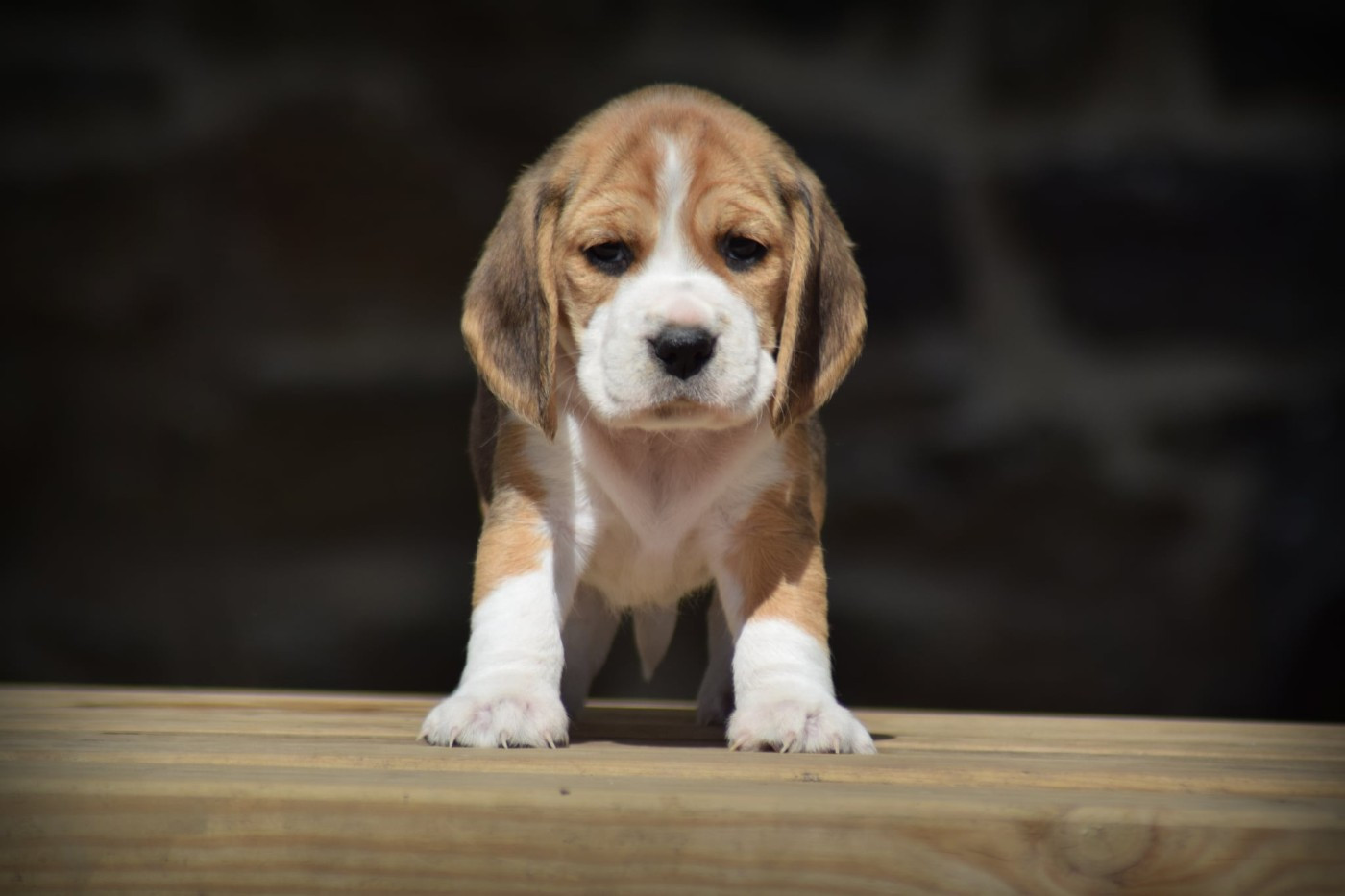 de la vallée Caid - Chiots disponibles - Beagle