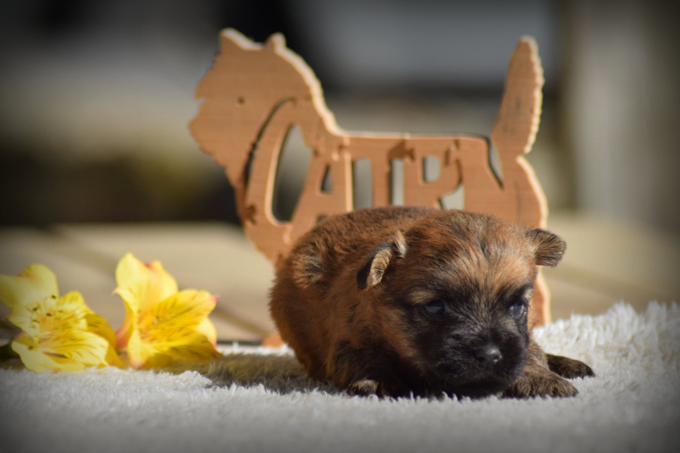 de la vallée Caid - Chiots disponibles - Cairn Terrier