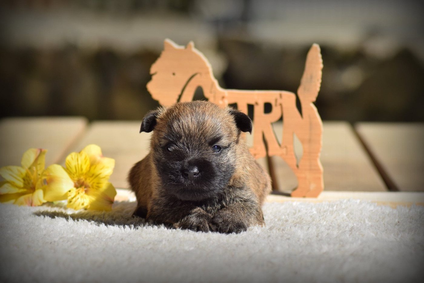 de la vallée Caid - Chiots disponibles - Cairn Terrier
