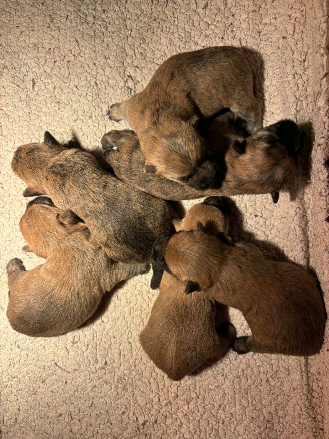 de la vallée Caid - Chiots disponibles - Cairn Terrier