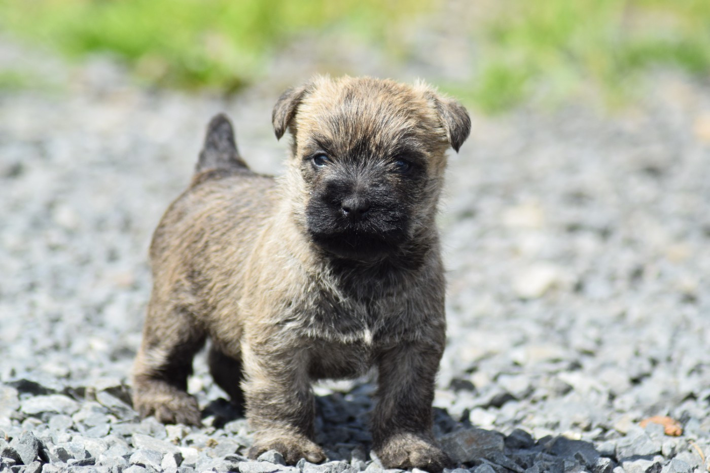 de la vallée Caid - Chiots disponibles - Cairn Terrier