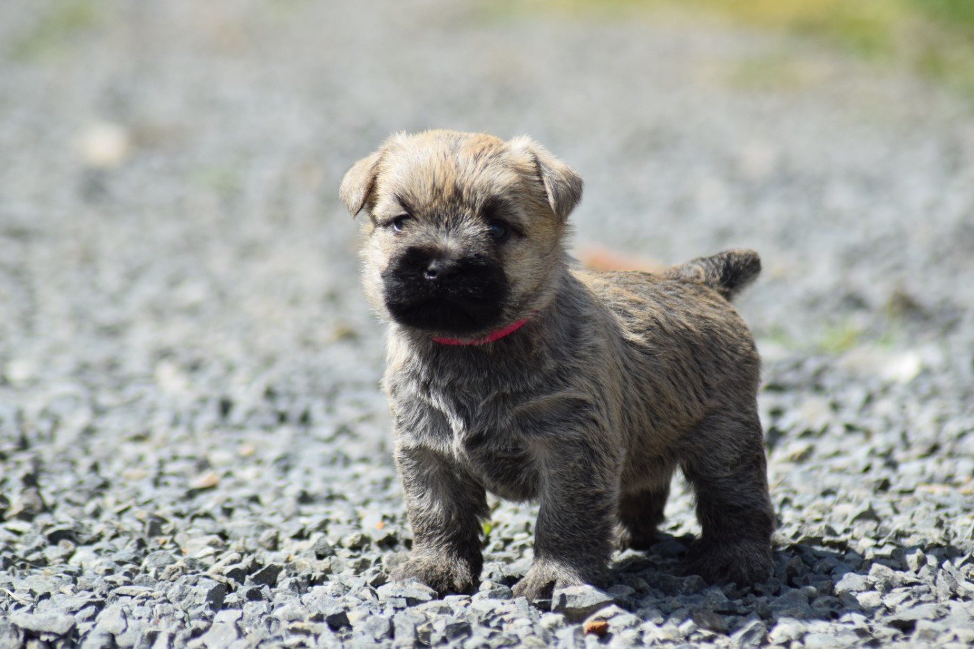 de la vallée Caid - Chiots disponibles - Cairn Terrier