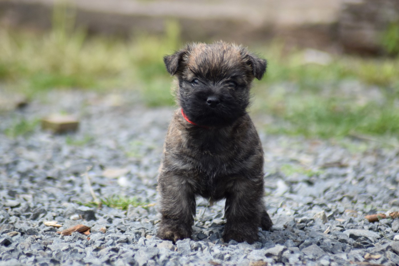 de la vallée Caid - Chiots disponibles - Cairn Terrier