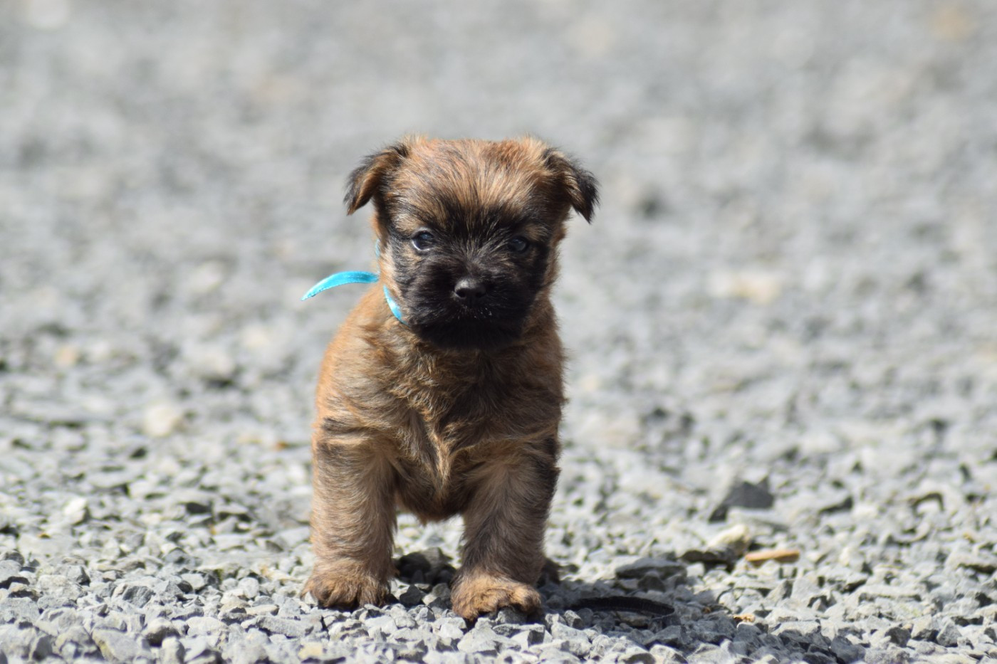 de la vallée Caid - Chiots disponibles - Cairn Terrier